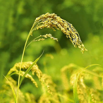 Weleda Pluimgierst Milde Shampoo - 190ml